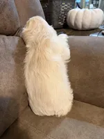 Violet, a female Cocker Spaniel for sale in Marietta, SC – Photo 4 of 4