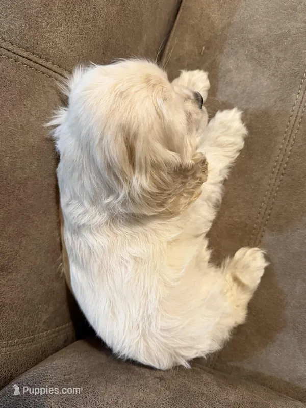 Princess Chloe – Cocker Spaniel puppy for sale in Marietta, SC