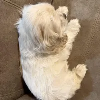Chloe, a female Cocker Spaniel for sale in Marietta, SC – Photo 3 of 3