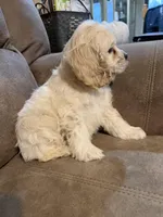 Violet, a female Cocker Spaniel for sale in Marietta, SC – Photo 2 of 4