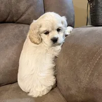 Chloe, a female Cocker Spaniel for sale in Marietta, SC – Photo 1 of 3