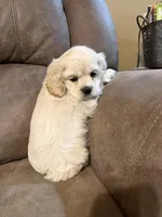 Violet, a female Cocker Spaniel for sale in Marietta, SC – Photo 1 of 4