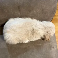 Zeeva , a female Cocker Spaniel for sale in Marietta, SC – Photo 4 of 4