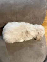 Wrenlee, a female Cocker Spaniel for sale in Marietta, SC – Photo 6 of 6
