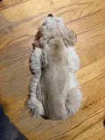 Zeeva, a female Cocker Spaniel for sale in Marietta, SC – Photo 6 of 6