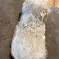 Zeeva , a female Cocker Spaniel for sale in Marietta, SC – Photo 3 of 4