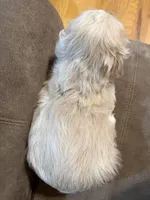 Wrenlee, a female Cocker Spaniel for sale in Marietta, SC – Photo 5 of 6