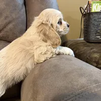 Zeeva , a female Cocker Spaniel for sale in Marietta, SC – Photo 1 of 4