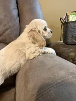 Wrenlee, a female Cocker Spaniel for sale in Marietta, SC – Photo 1 of 6