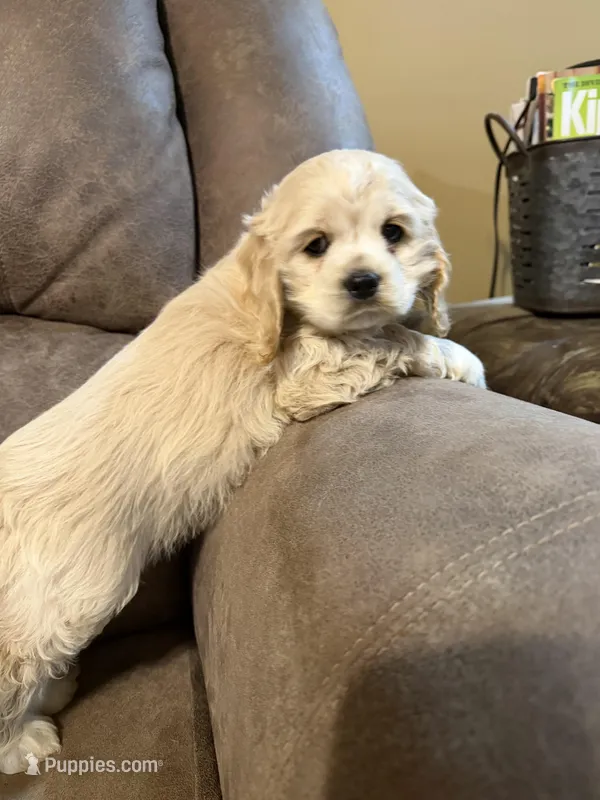 Zeeva – Cocker Spaniel puppy for sale in Marietta, SC