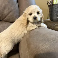 Zeeva , a female Cocker Spaniel for sale in Marietta, SC – Photo 2 of 4