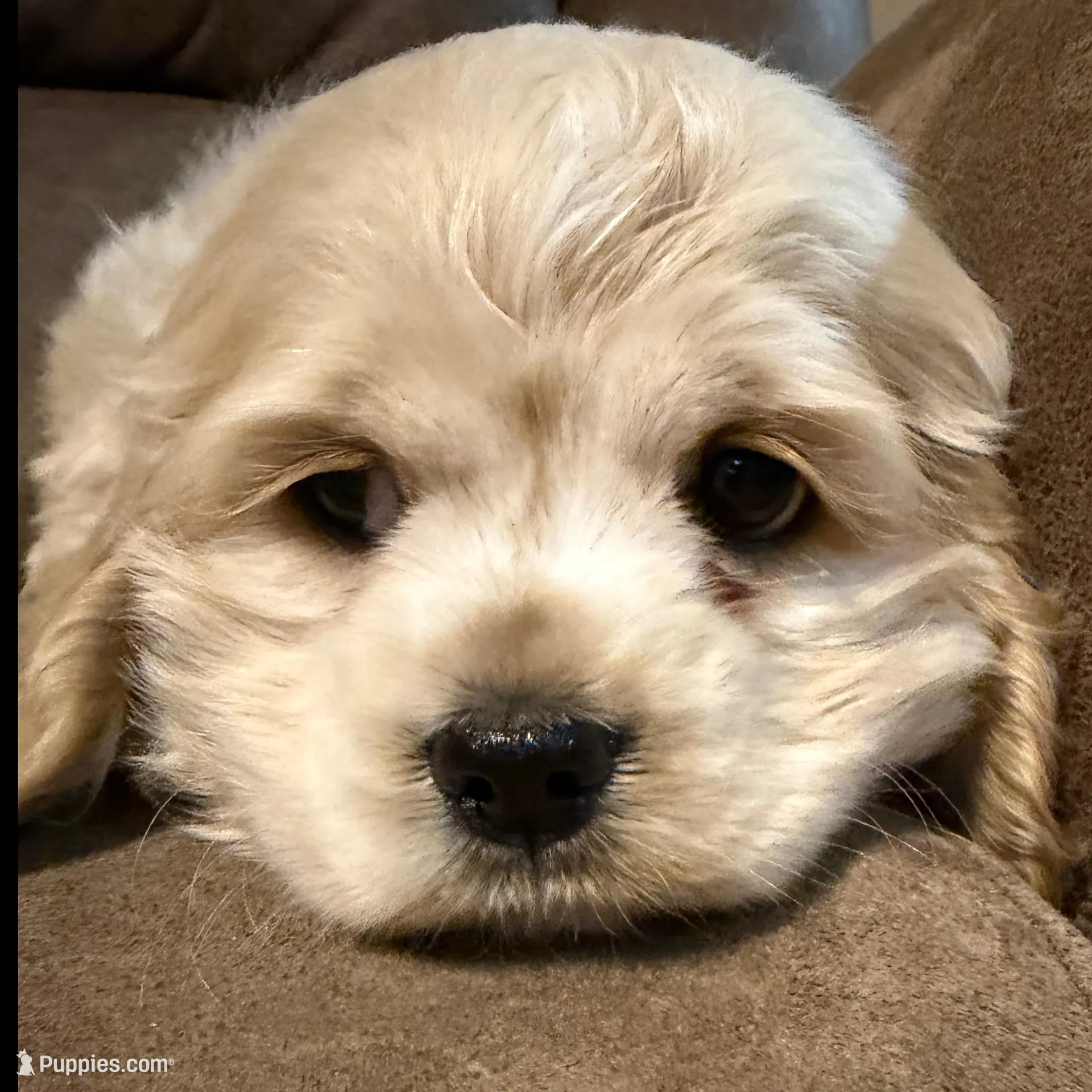 Wrenlee, a female Cocker Spaniel for sale in Marietta, SC – Photo 2 of 6
