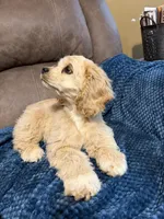 Zeeva, a female Cocker Spaniel for sale in Marietta, SC – Photo 5 of 6