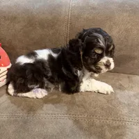 Bella Barbarella, a female Cocker Spaniel for sale in Marietta, SC – Photo 1 of 7
