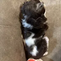 Bella Barbarella, a female Cocker Spaniel for sale in Marietta, SC – Photo 6 of 7