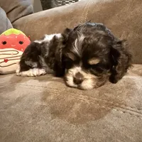 Bella Barbarella, a female Cocker Spaniel for sale in Marietta, SC – Photo 4 of 7