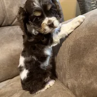 Bella Barbarella, a female Cocker Spaniel for sale in Marietta, SC – Photo 2 of 7