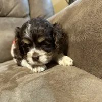 Bella Barbarella, a female Cocker Spaniel for sale in Marietta, SC – Photo 5 of 7