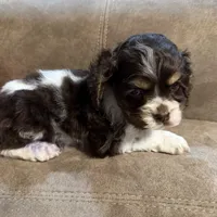 Bella Barbarella, a female Cocker Spaniel for sale in Marietta, SC – Photo 3 of 7