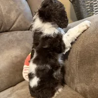 Bella Barbarella, a female Cocker Spaniel for sale in Marietta, SC – Photo 7 of 7