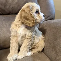 Chessie, a female Cocker Spaniel for sale in Marietta, SC – Photo 1 of 6