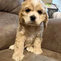 Chessie, a female Cocker Spaniel for sale in Marietta, SC – Photo 6 of 6