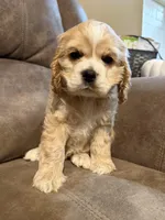 Daisy, a female Cocker Spaniel for sale in Marietta, SC – Photo 4 of 6