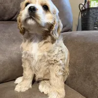 Chessie, a female Cocker Spaniel for sale in Marietta, SC – Photo 3 of 6