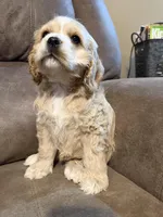 Daisy, a female Cocker Spaniel for sale in Marietta, SC – Photo 5 of 6