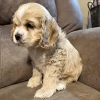 Chessie, a female Cocker Spaniel for sale in Marietta, SC – Photo 4 of 6