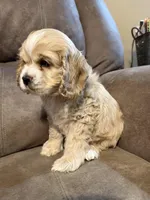 Daisy, a female Cocker Spaniel for sale in Marietta, SC – Photo 3 of 6