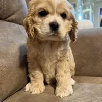Chessie, a female Cocker Spaniel for sale in Marietta, SC – Photo 2 of 6