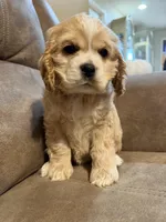 Daisy, a female Cocker Spaniel for sale in Marietta, SC – Photo 1 of 6