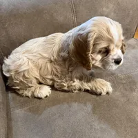 Chessie, a female Cocker Spaniel for sale in Marietta, SC – Photo 5 of 6