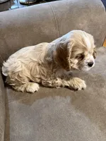 Daisy, a female Cocker Spaniel for sale in Marietta, SC – Photo 6 of 6