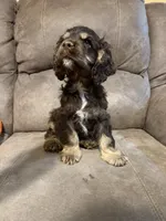 Rocky, a male Cocker Spaniel for sale in Marietta, SC – 3 of 4