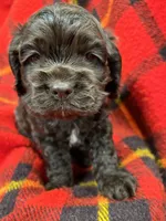 Twins boys, a male Cocker Spaniel for sale in Marietta, SC – Photo 2 of 6