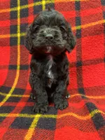 Twins boys, a male Cocker Spaniel for sale in Marietta, SC – Photo 6 of 6