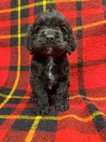 Twins boys, a male Cocker Spaniel for sale in Marietta, SC – Photo 4 of 6