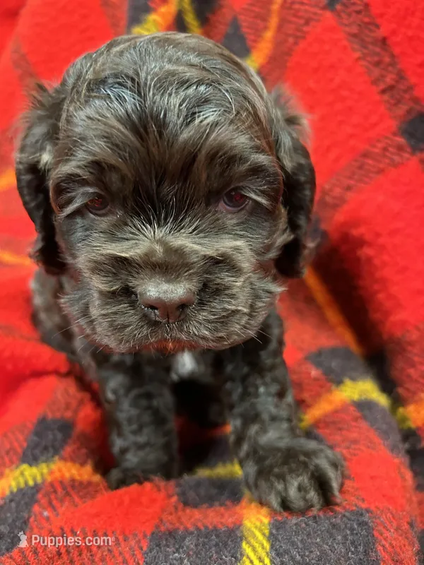 Twins boys, a male Cocker Spaniel for sale in Marietta, SC – Photo 1 of 6