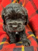 Twins boys, a male Cocker Spaniel for sale in Marietta, SC – Photo 1 of 6