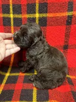 Twins boys, a male Cocker Spaniel for sale in Marietta, SC – Photo 5 of 6