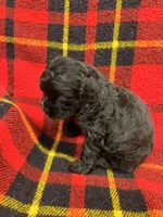 Twins boys, a male Cocker Spaniel for sale in Marietta, SC – Photo 3 of 6