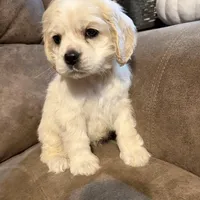 Josie, a female Cocker Spaniel for sale in Marietta, SC – Photo 4 of 4