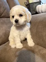 Iris , a female Cocker Spaniel for sale in Marietta, SC – Photo 4 of 4