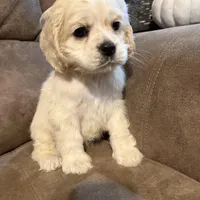 Josie, a female Cocker Spaniel for sale in Marietta, SC – Photo 2 of 4