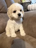 Iris , a female Cocker Spaniel for sale in Marietta, SC – Photo 1 of 4