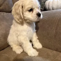 Josie, a female Cocker Spaniel for sale in Marietta, SC – Photo 1 of 4