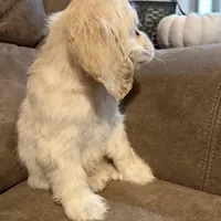 Josie, a female Cocker Spaniel for sale in Marietta, SC – Photo 3 of 4