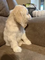 Iris , a female Cocker Spaniel for sale in Marietta, SC – Photo 2 of 4